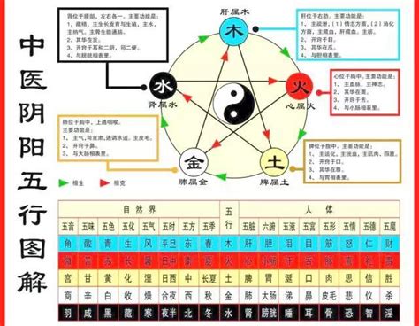 中醫五行對應人體五官|五行、五臟、五官、五體、五志對應表